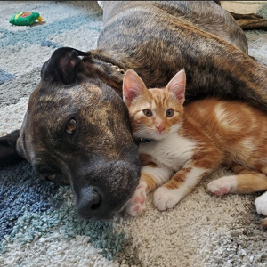 Fundraising Page: Lisa Page